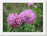 Wildflowers - Western Brook Pond * 2592 x 1944 * (1.19MB)